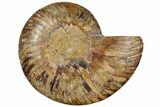 Cut & Polished Ammonite Fossil (Half) - Crystal Pockets #308199-1